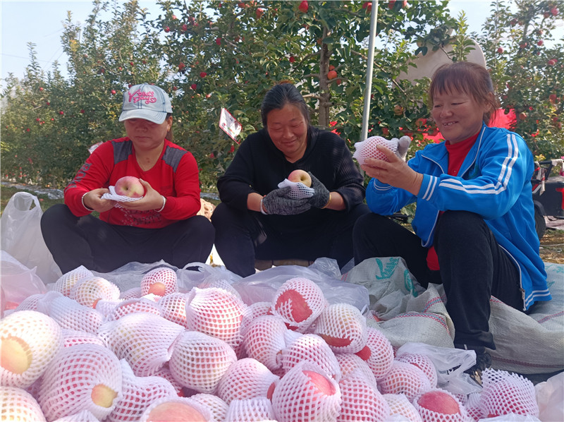 陕西苹果树最新消息新闻陕西苹果的种植面积和产量